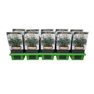 Hosta 'Praying Hands'