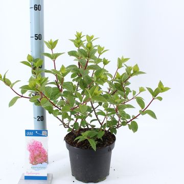 Hydrangea paniculata SUNDAE FRAISE