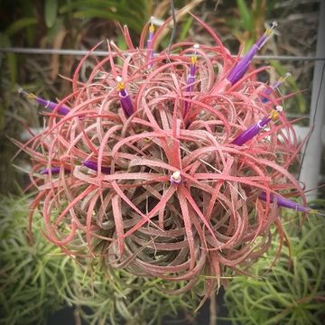 Tillandsia MIX