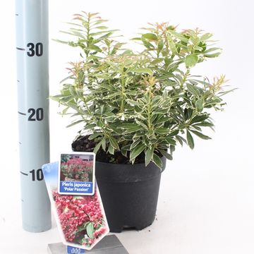 Pieris japonica POLAR PASSION