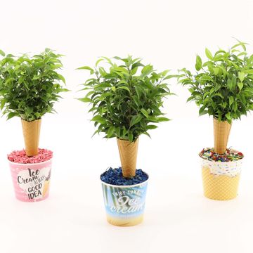 Ficus benjamina 'Natasja'