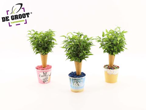 Ficus benjamina 'Natasja'