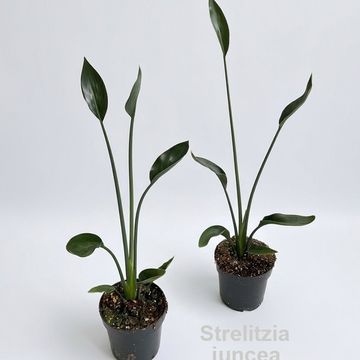 Strelitzia juncea