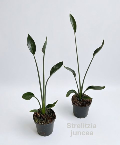 Strelitzia juncea