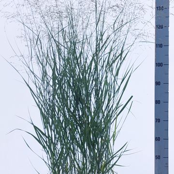 Panicum virgatum 'Stäfa'