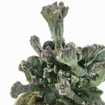 Monvillea spegazzinii cristata