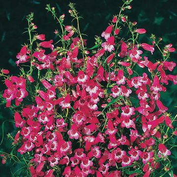 Penstemon 'Apple Blossom'