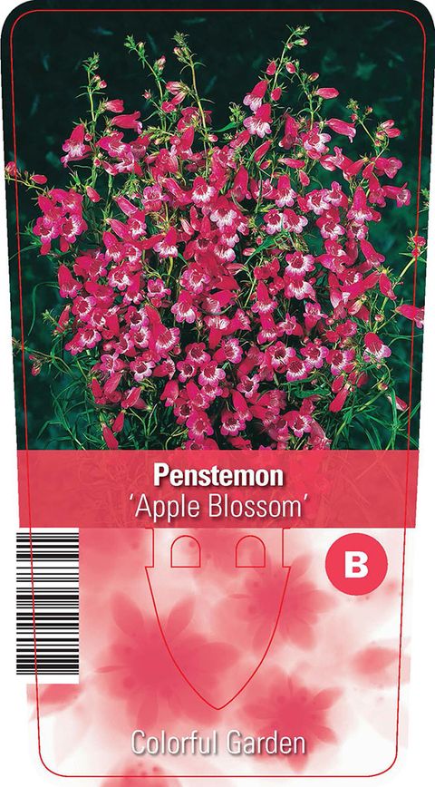 Penstemon 'Apple Blossom'