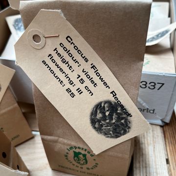 Crocus vernus 'Flower Record'