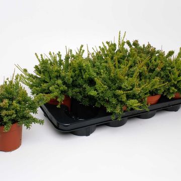 Rhipsalis mesembryanthemoides