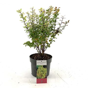 Berberis thunbergii 'Maria'