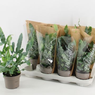 Phlebodium aureum 'Blue Star'