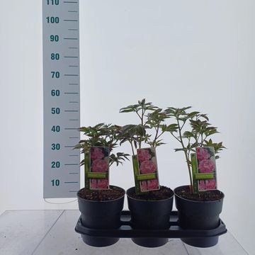 Paeonia 'Alexander Fleming'