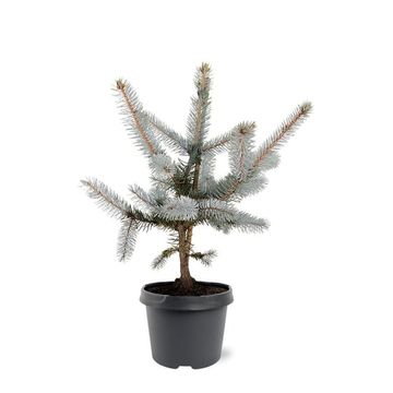 Picea pungens 'Hoopsii'