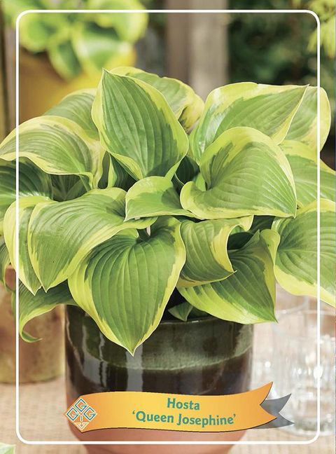 Hosta 'Queen Josephine'