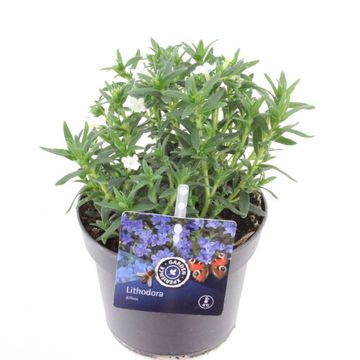 Glandora diffusa 'Alba'