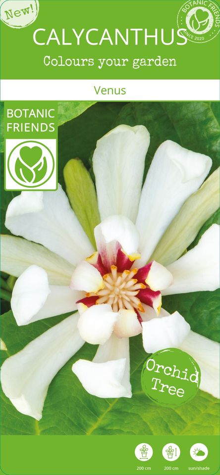 Calycanthus 'Venus'