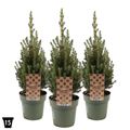 Picea glauca PERFECTA