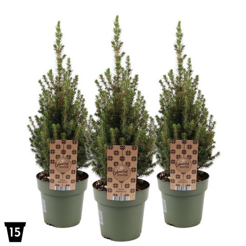 Picea glauca PERFECTA