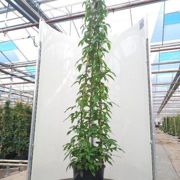 Stauntonia latifolia