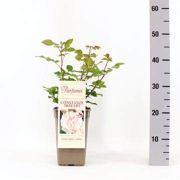 Роза CONSTANZE MOZART