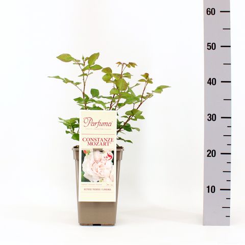 Rosa CONSTANZE MOZART