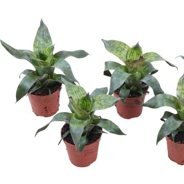 Vriesea gigantea seideliana 'Nova'