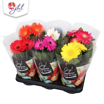 Gerbera COLOURGAME MIX