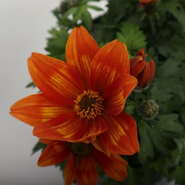 Bidens ferulifolia TAKA TUKA MIX