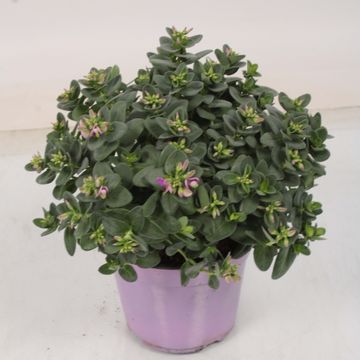 Polygala myrtifolia BIBI PINK