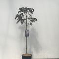 Albizia julibrissin 'Evey's Pride'