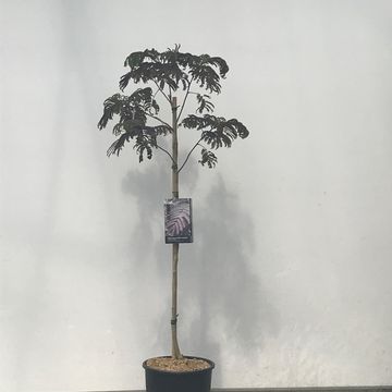 Albizia julibrissin 'Evey's Pride'