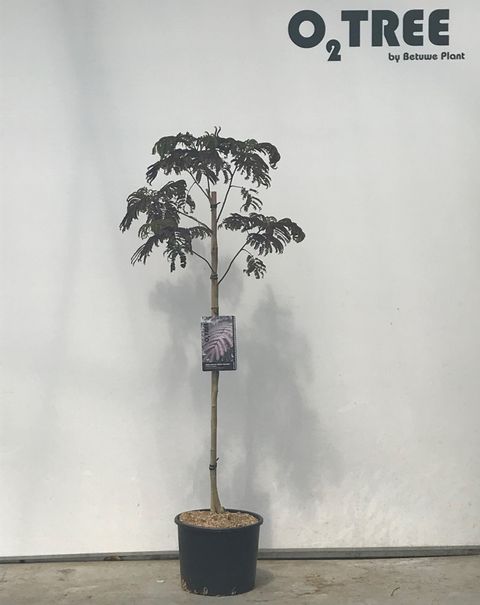 Albizia julibrissin 'Evey's Pride'