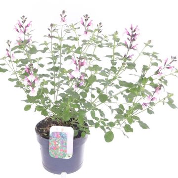 Salvia microphylla 'Melba Magic Raspberry'