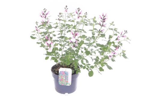 Salvia microphylla 'Melba Magic Raspberry'