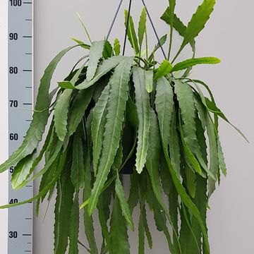 Plant in a Box - Lepismium Bolivianum plante suspendue - Pot ⌀ 17cm -  Hauteur ↕ 25cm