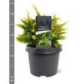 Chamaecyparis obtusa 'Fernspray Gold'