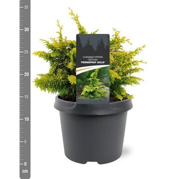 Chamaecyparis obtusa 'Fernspray Gold'