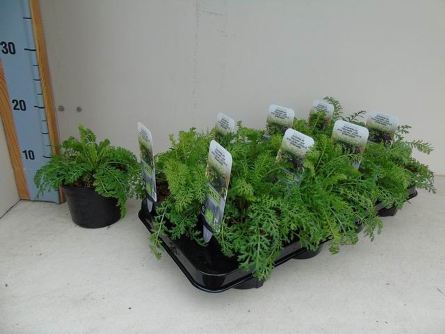 Achillea millefolium — Plant Wholesale FlorAccess