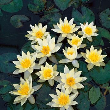 Nymphaea 'Pygmaea Helvola'