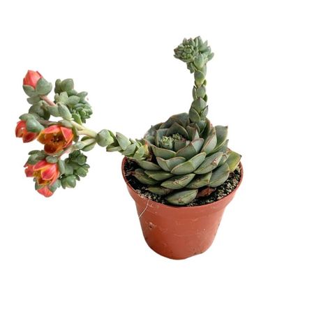 Echeveria 'Fabiola'