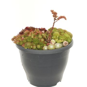 Sempervivum MIX IN POT