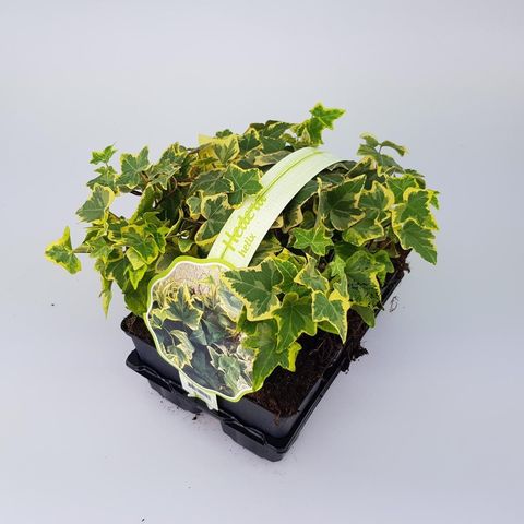 Hedera helix 'Goldchild'