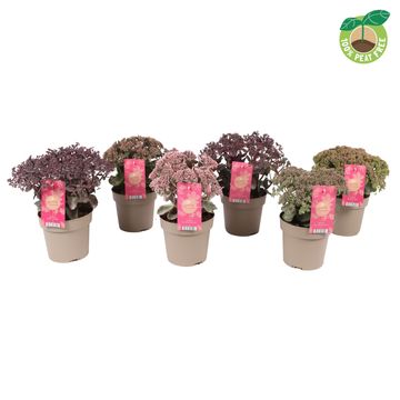 Sedum telephium MIX