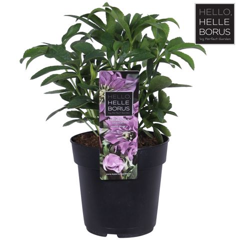Helleborus orientalis 'Hello Pink'