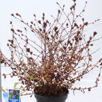 Ceratostigma griffithii