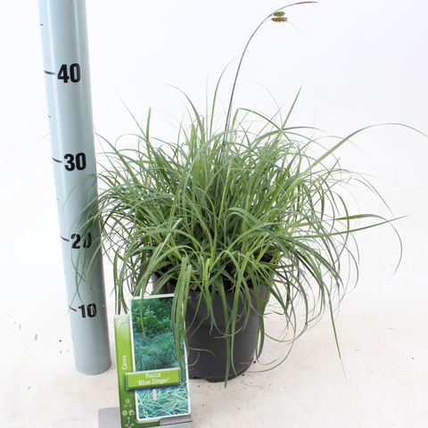 Carex flacca 'Blue Zinger'