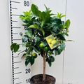 Citrus x aurantiifolia 'Lime Verde'