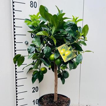 Citrus x aurantiifolia 'Lime Verde'