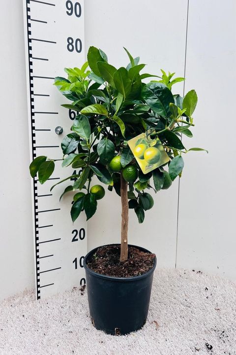 Citrus x aurantiifolia 'Lime Verde'